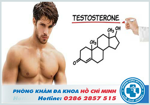 Testosterone đóng vai trò quan trọng giúp cho dương vật cương đủ cứng