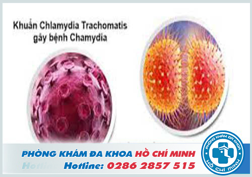Vi khuẩn lậu và Chlamydia là nguyên nhân phổ biến gây viêm mào tinh hoàn